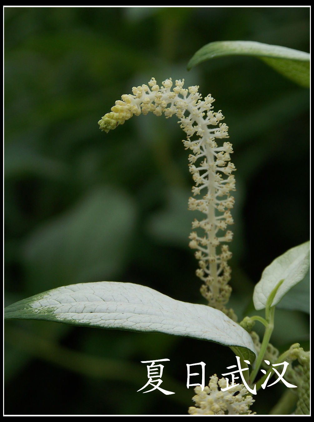 20100614ĥɽfˮֲ (33).jpg