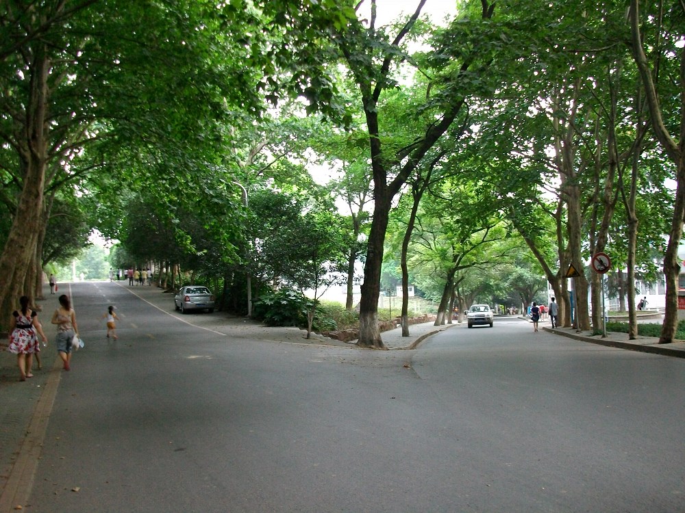alim4080.jpg