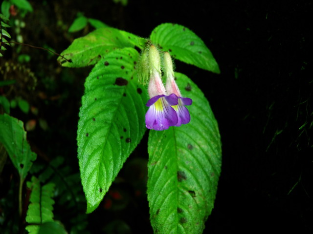 dsc_58671.jpg