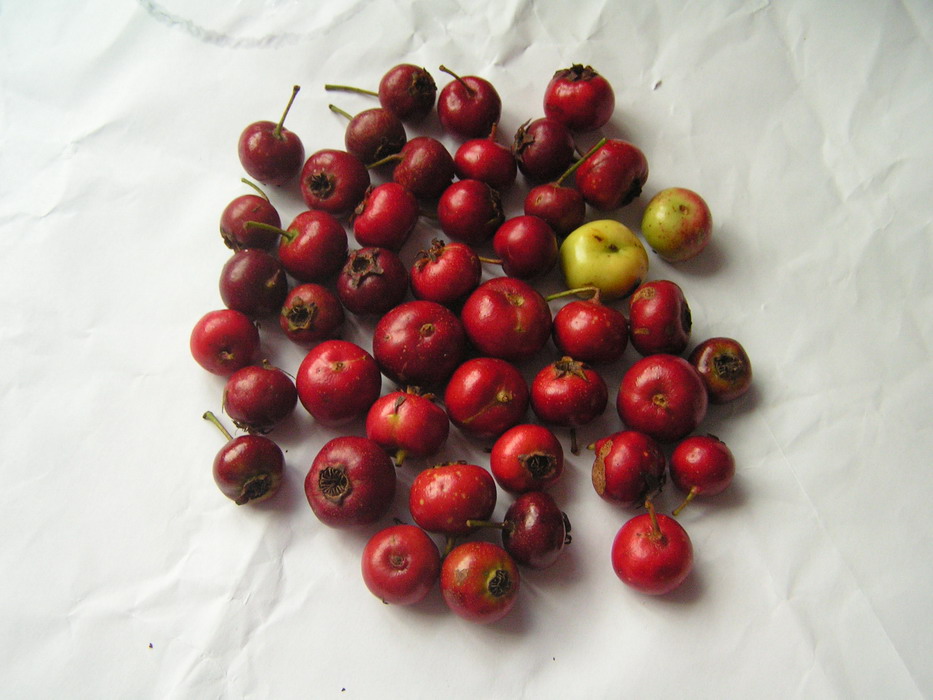 pict0010_С.jpg