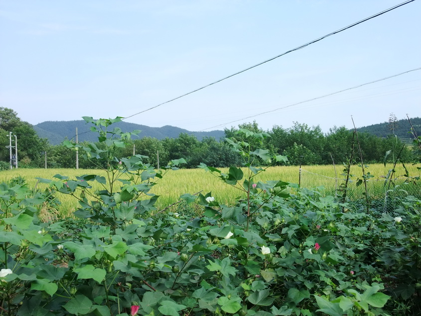 dscf7115-1.jpg