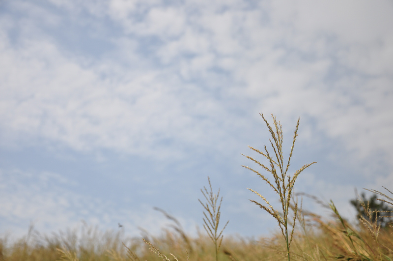 dsc_0060.jpg