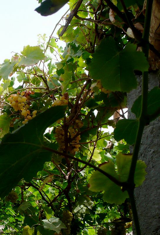 p1080854.jpg