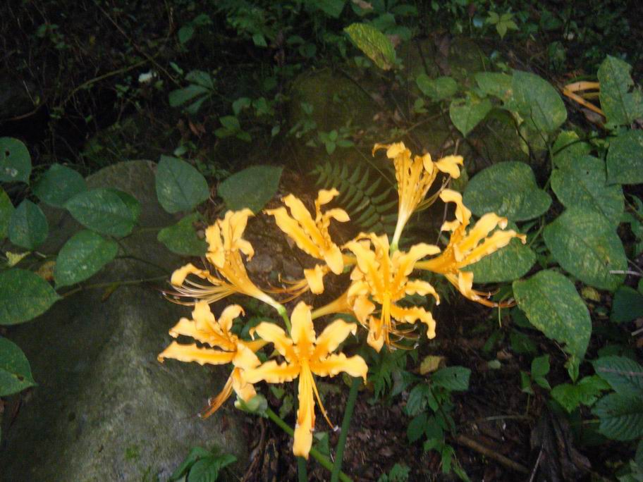 dscf1581.jpg