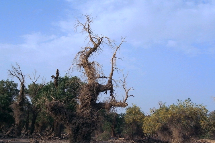 胡杨林21.jpg