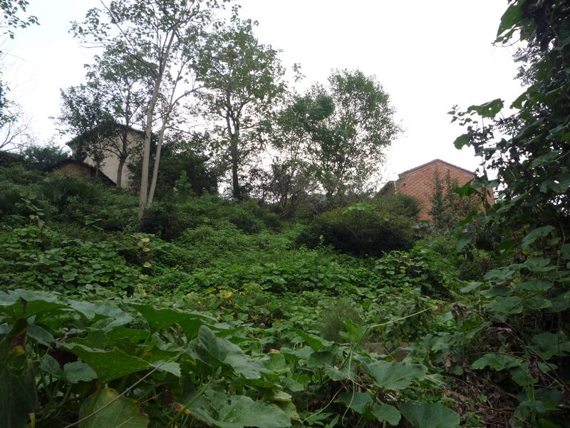 p1040010.jpg