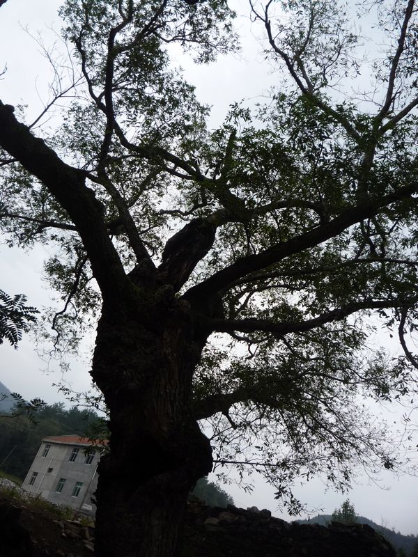 p1040010.jpg