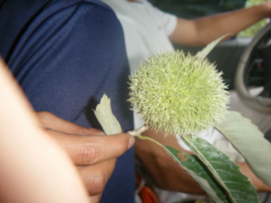 dscf1572.jpg