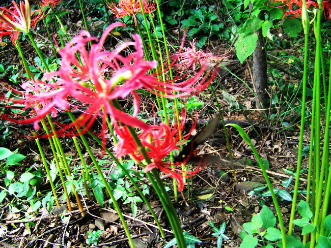 100_2439.jpg