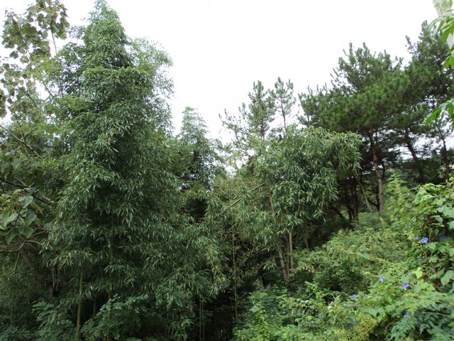 dsc03559.jpg