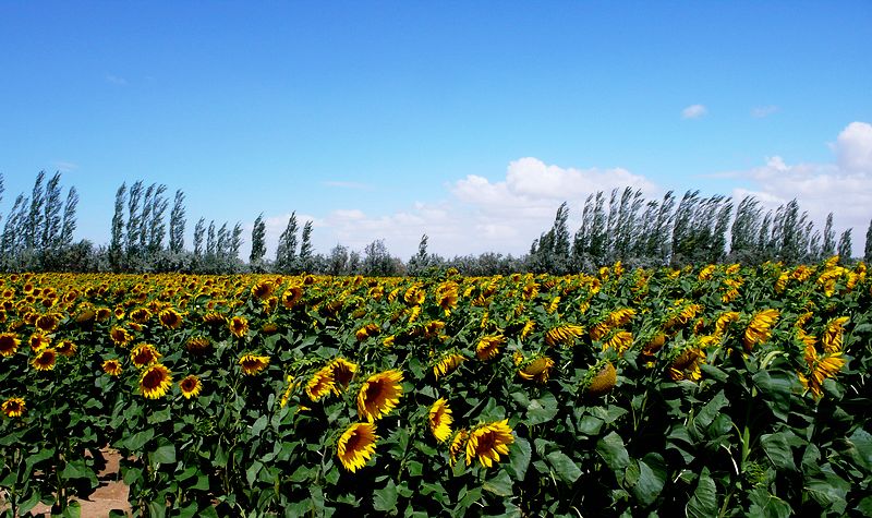 p1070823.jpg