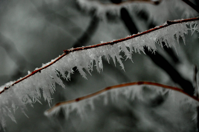 dsc_4220.jpg