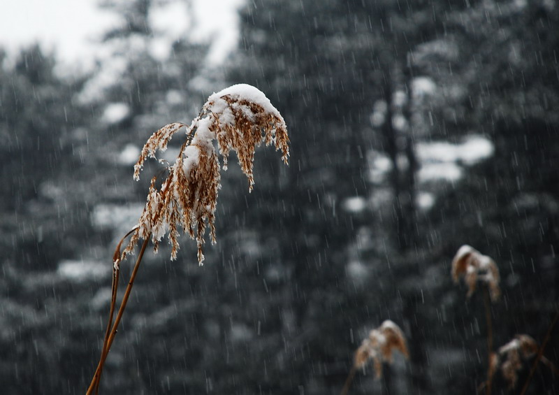 dsc_0550.jpg