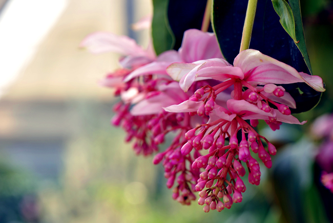 _dsc4450a.jpg