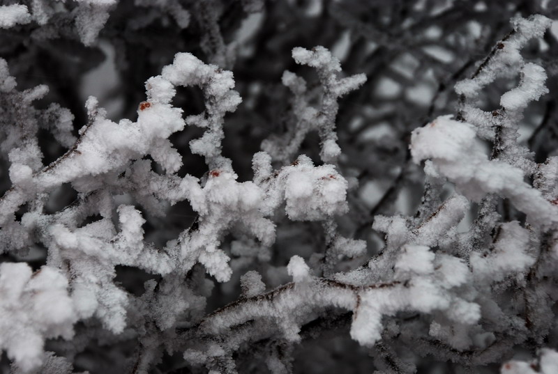 dsc_0599.jpg
