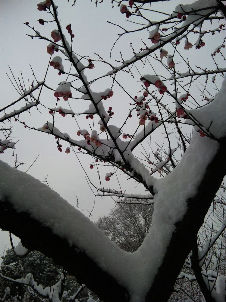 neo_img_dvc00041.jpg