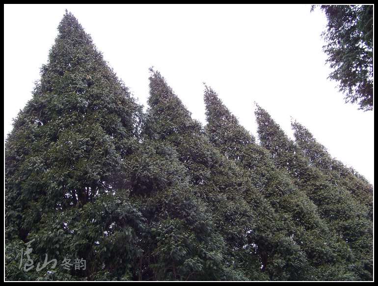20110109ѩ®ɽd (13).jpg