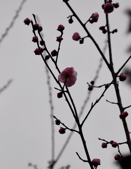 dsc_0604s.jpg