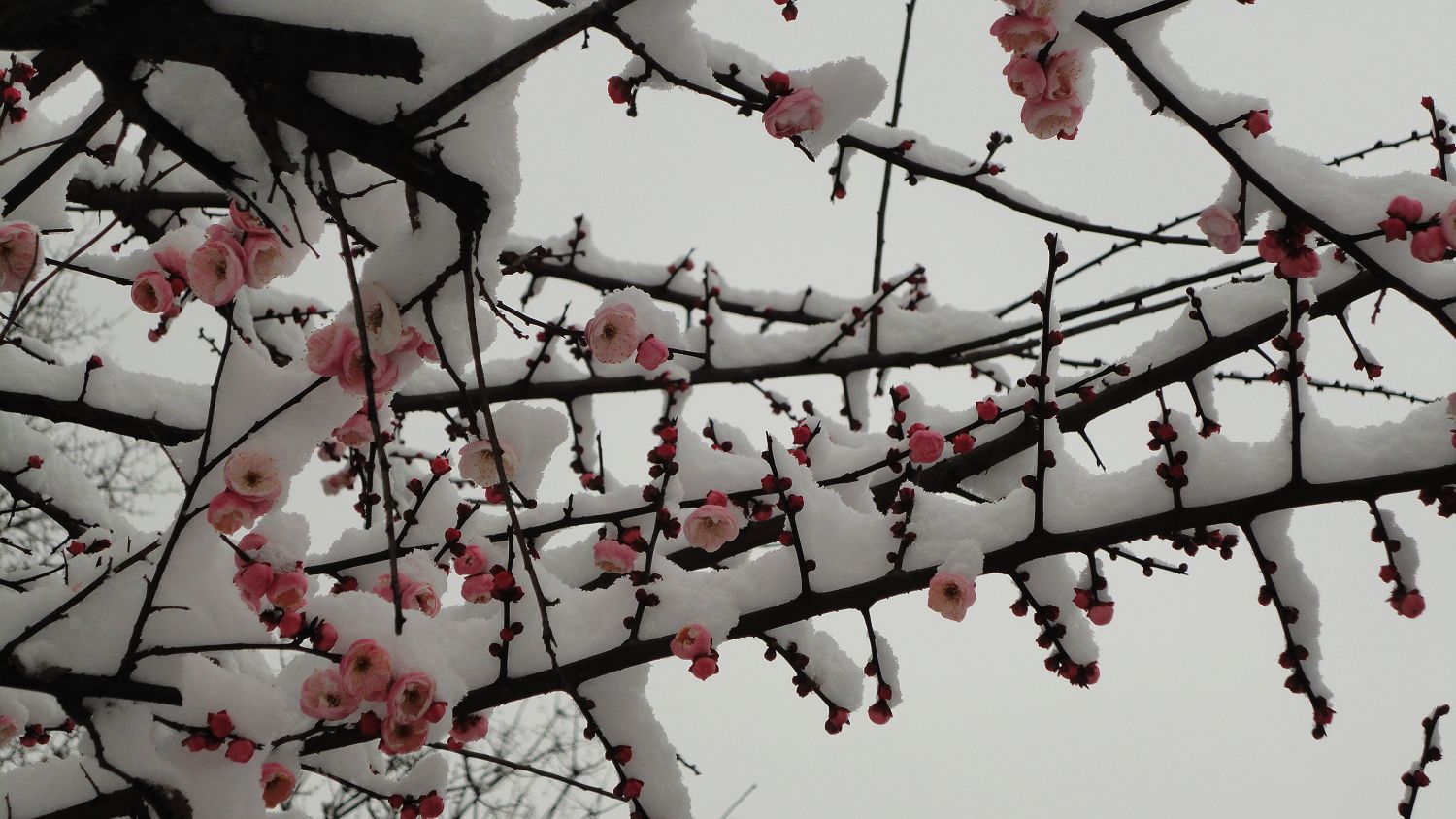 neo_img_dsc01775.jpg