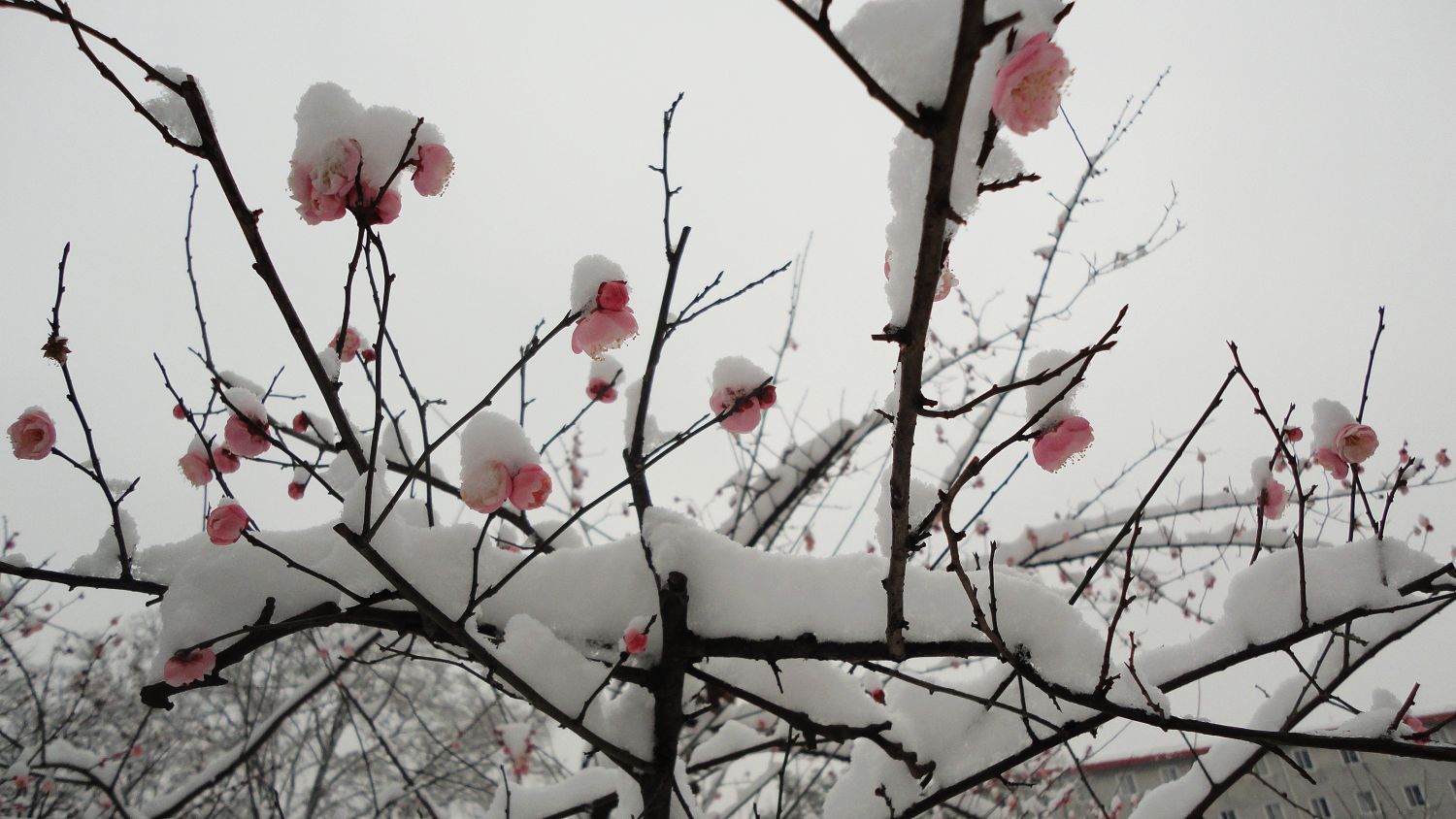 neo_img_dsc01768.jpg