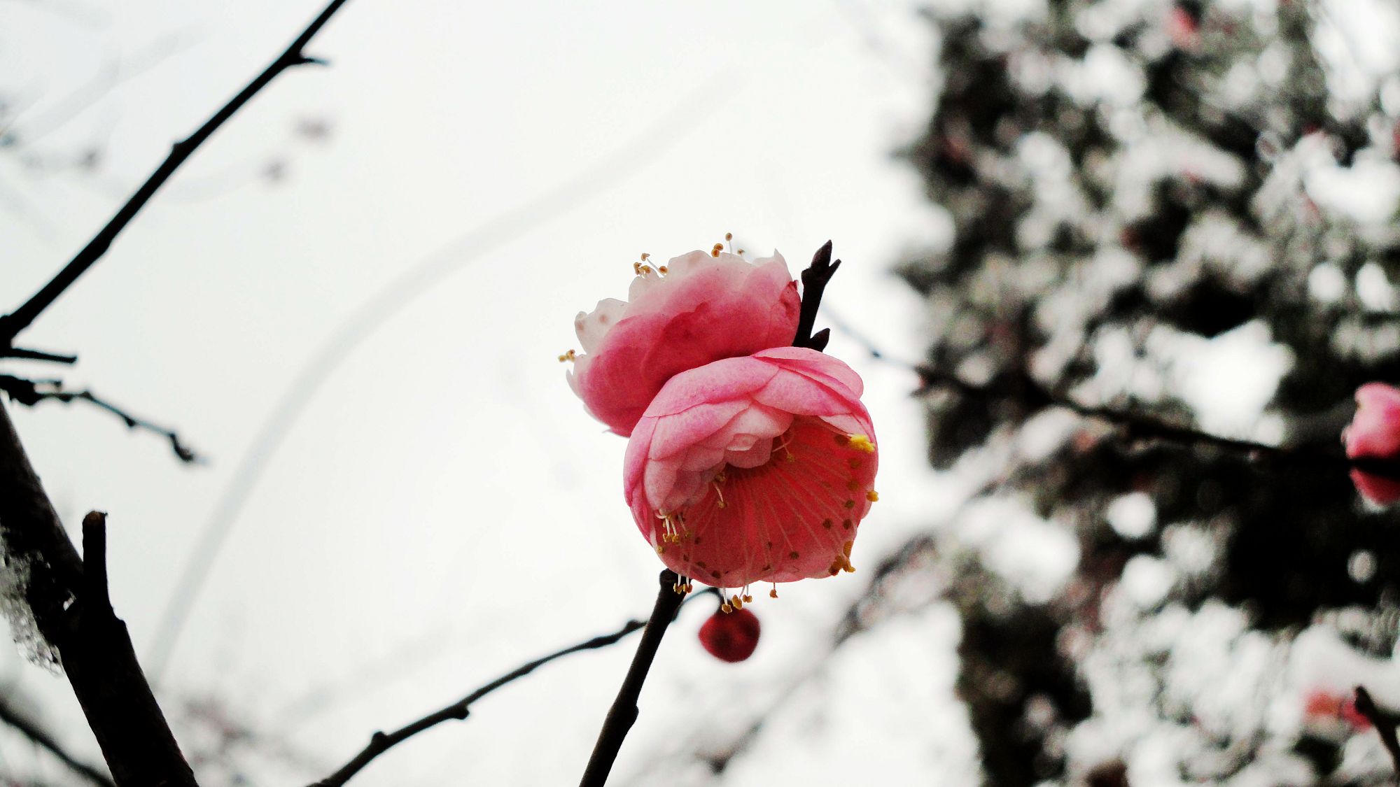 neo_img_dsc01843.jpg
