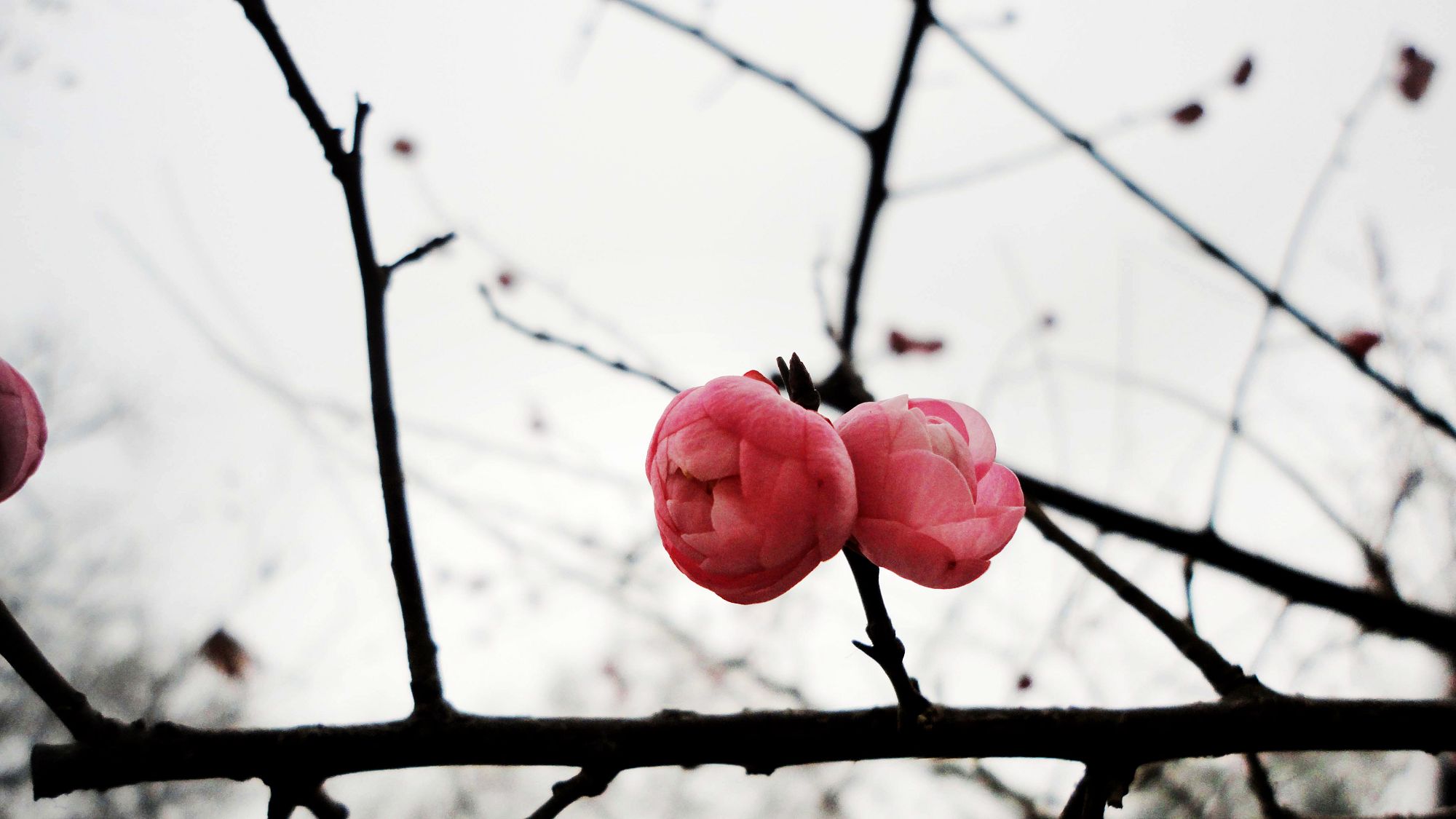 neo_img_dsc01844.jpg