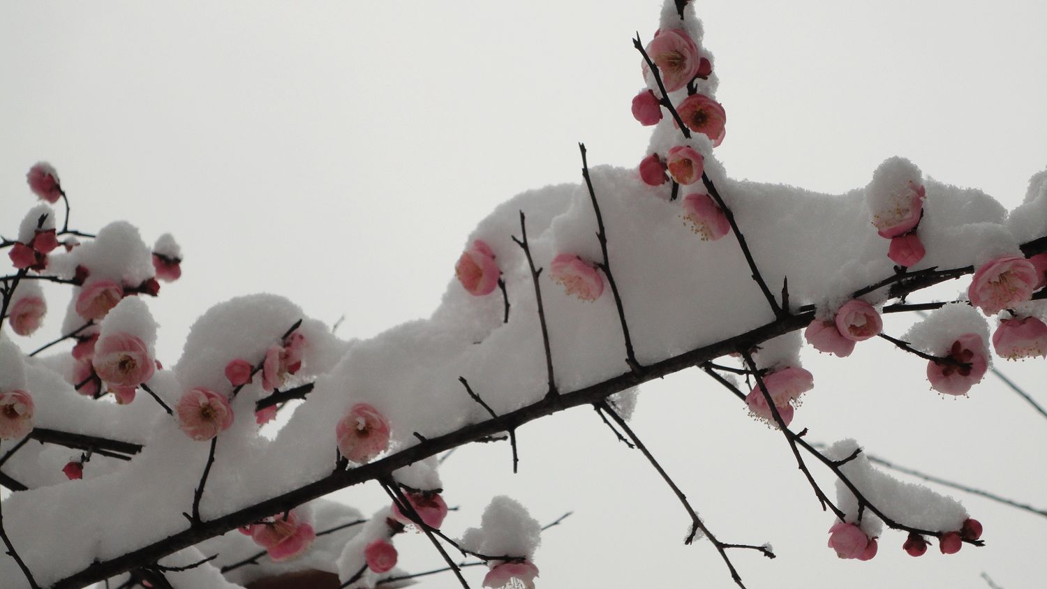 neo_img_dsc01816.jpg