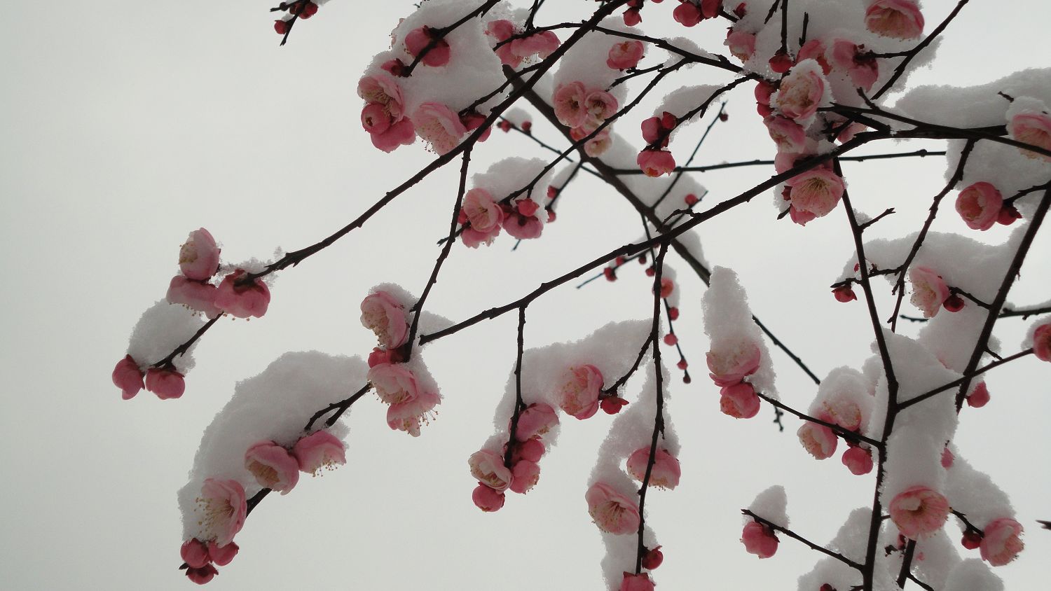 neo_img_dsc01822.jpg