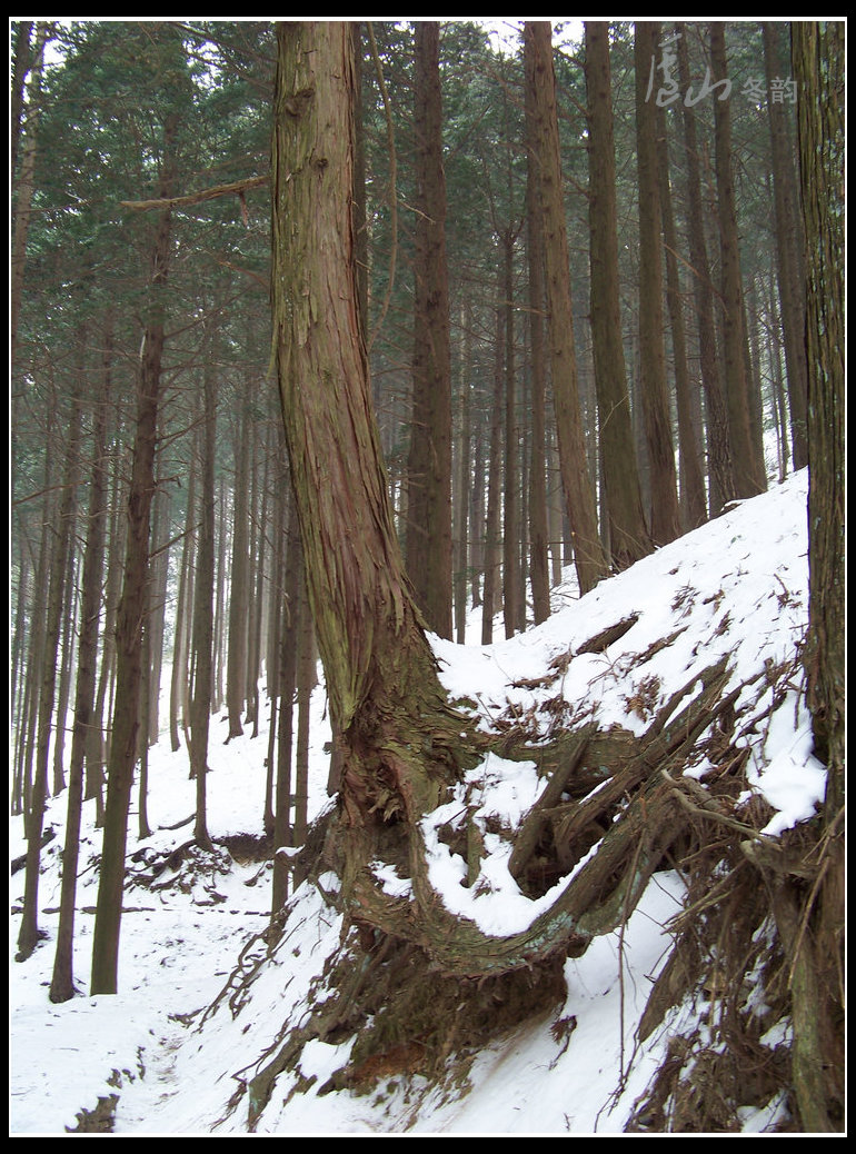 20110109ѩ®ɽm (18).jpg