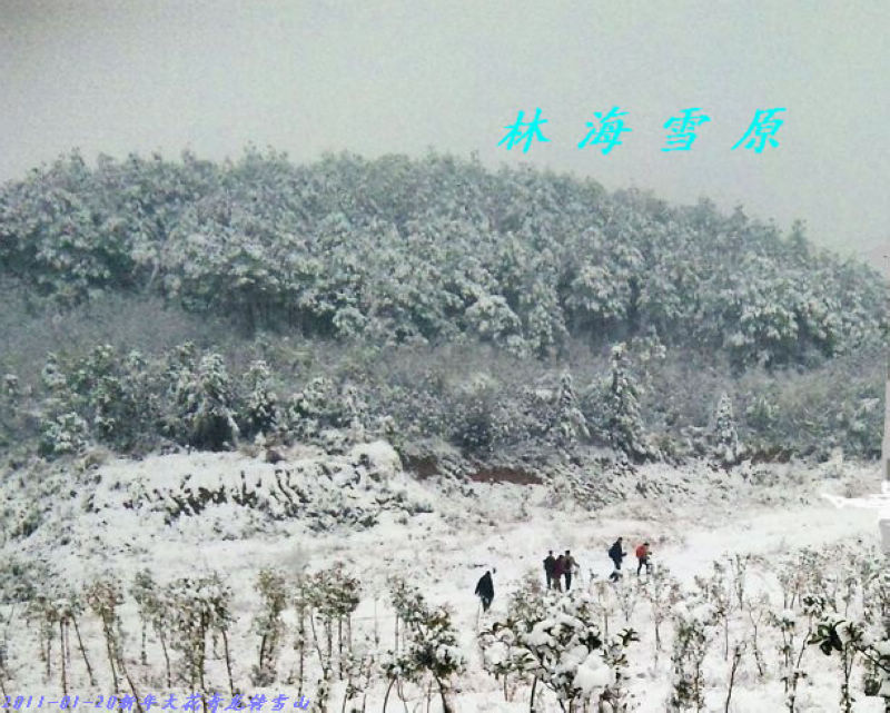 20111228184086879-ֺѩԭ2011-01-20.jpg