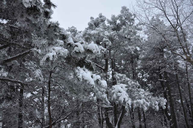 dsc_0068.jpg