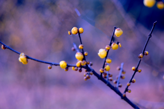 dsc_4650a.jpg