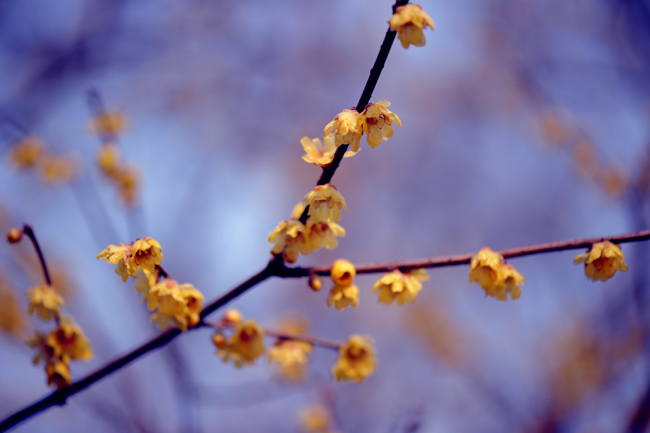 dsc_4667a.jpg