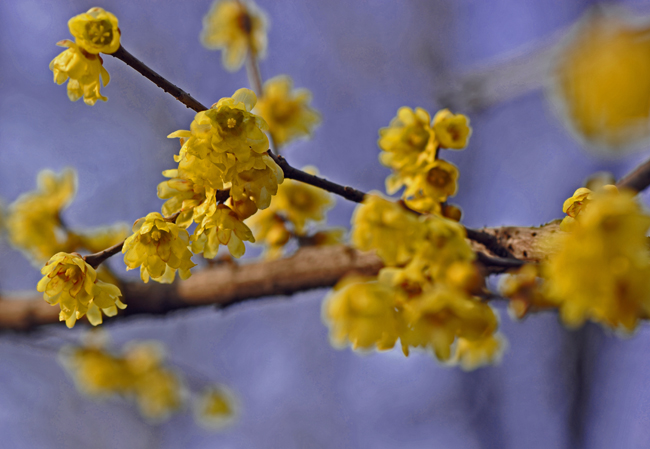 dsc_4668a.jpg