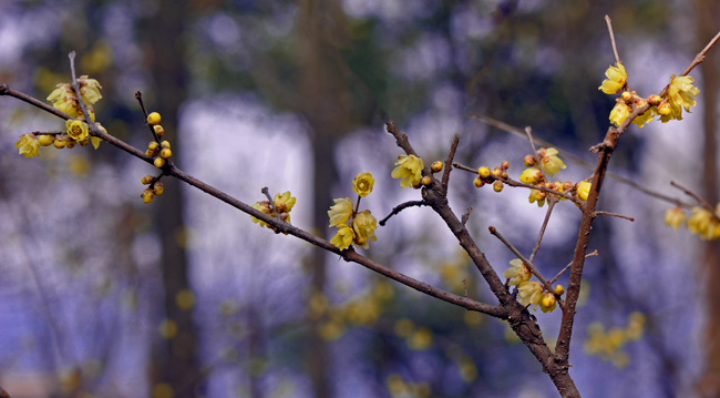 dsc_4671a.jpg