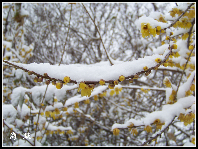 20110120ƺ¥eѩ÷ (42).jpg