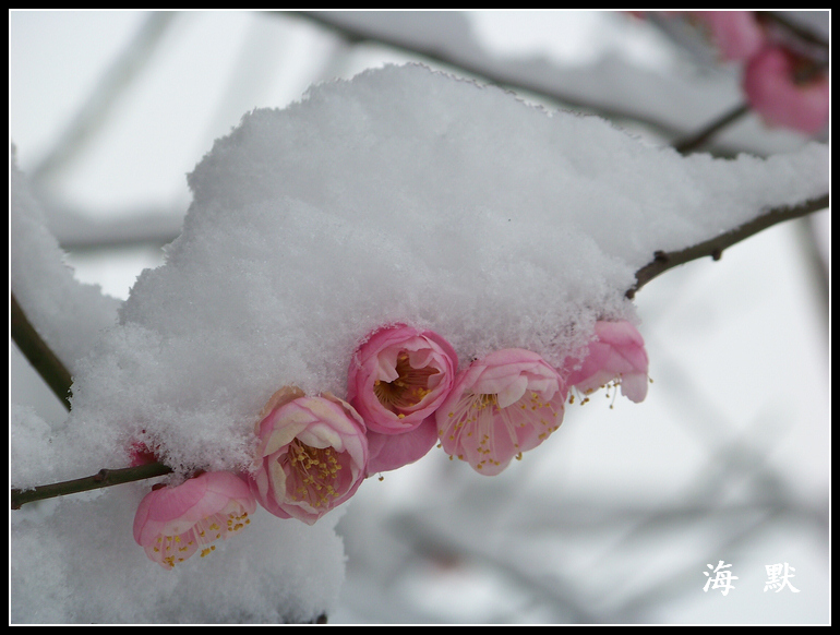 20110120ƺ¥fޱ԰ (17).jpg