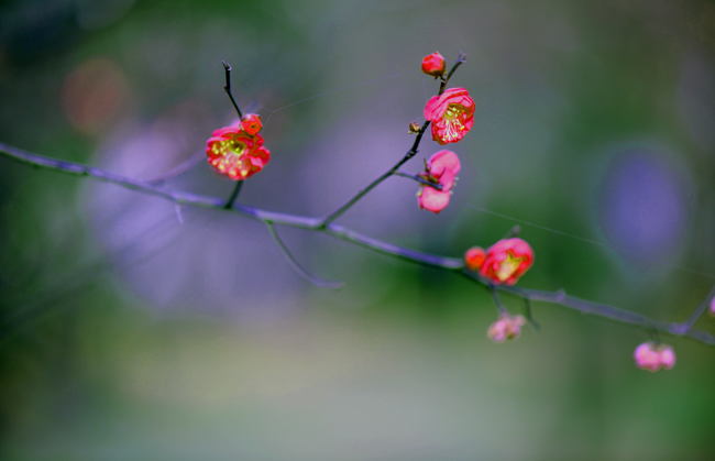 dsc_4691a.jpg