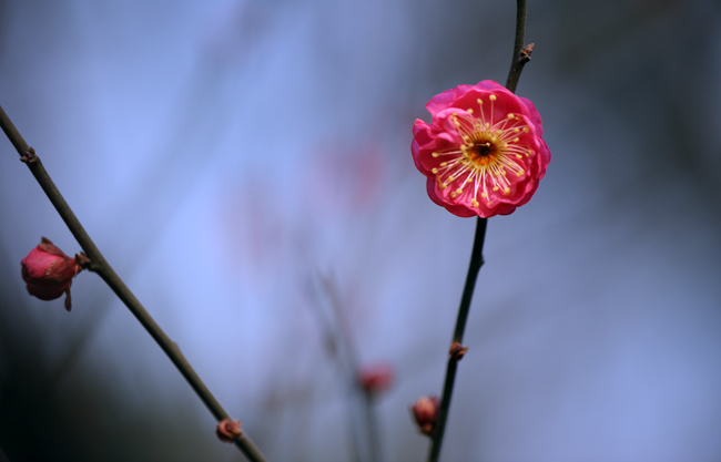 dsc_4693a.jpg