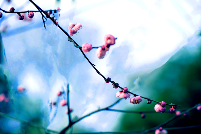 dsc_4695a.jpg