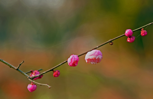 dsc_4696a.jpg