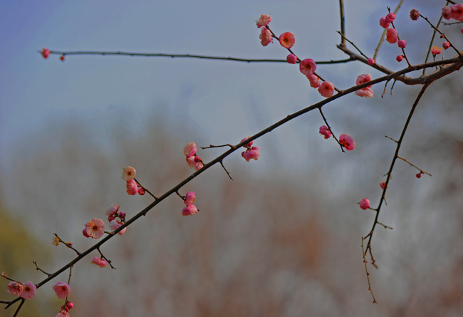 dsc_4707a.jpg