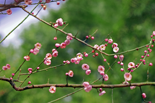 dsc_4708a.jpg