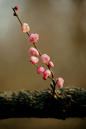 dsc_4712a.jpg