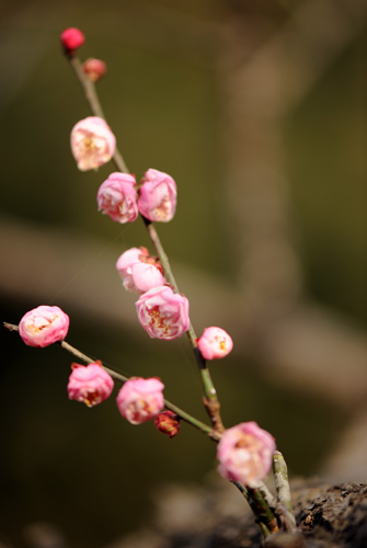 dsc_4714a.jpg