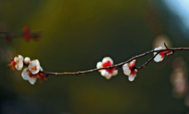 dsc_4719a.jpg