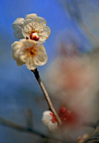 dsc_4720a.jpg