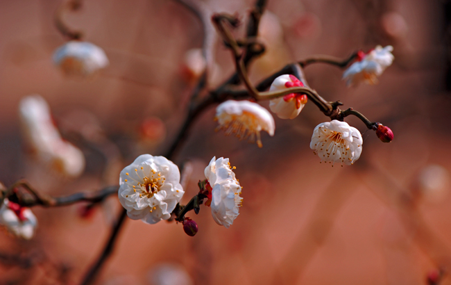 dsc_4754a.jpg