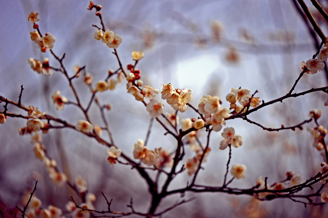 dsc_4726a.jpg