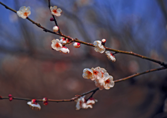 dsc_4730a.jpg